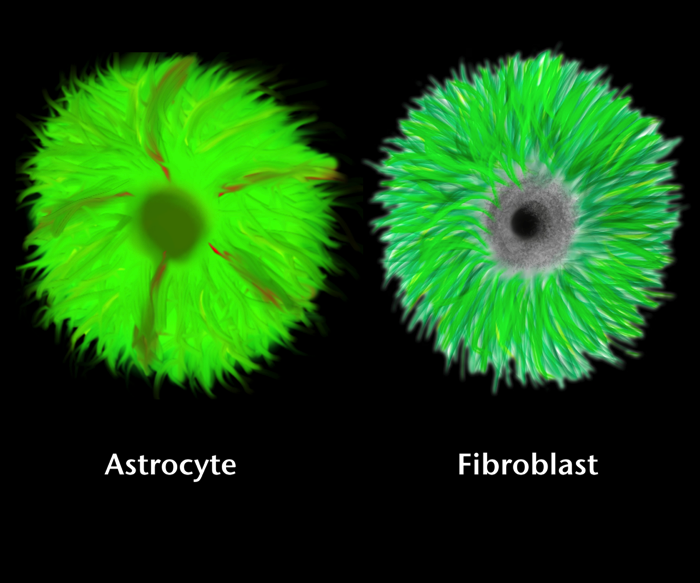 Astrocyte and Fibroblast new
