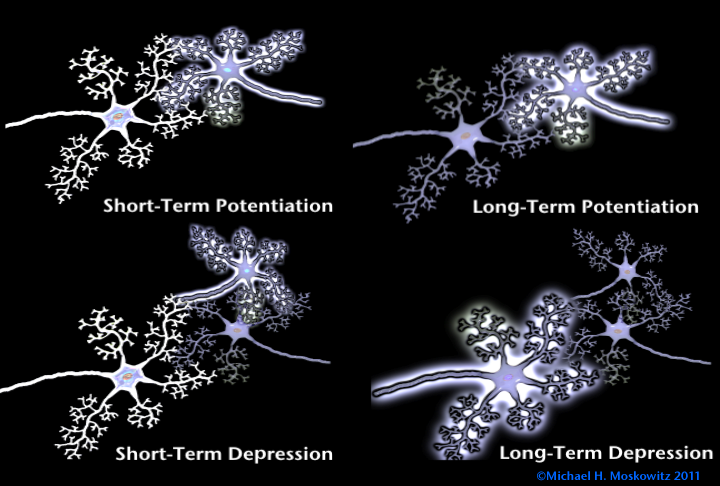 3 D Potentiation and Depression 2